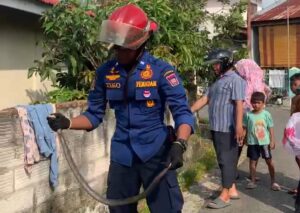 Damkar Padang Evakuasi Ular Kobra di Pekarangan Rumah Warga Lubuk Begalung