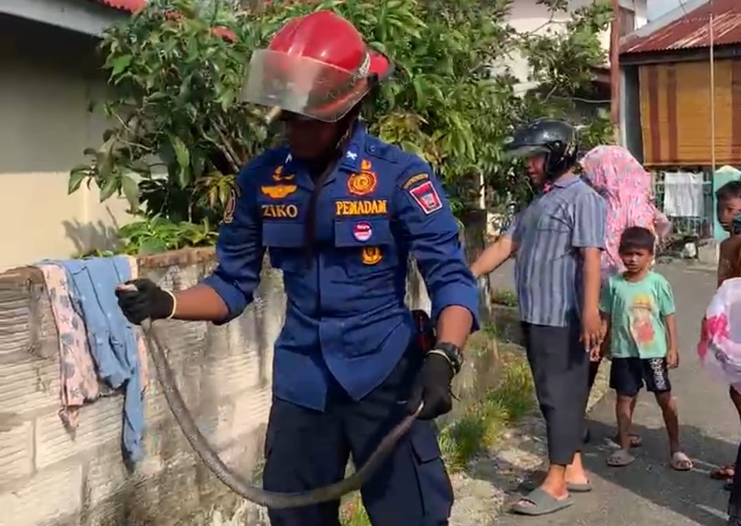 Damkar Padang Evakuasi Ular Kobra di Pekarangan Rumah Warga Lubuk Begalung